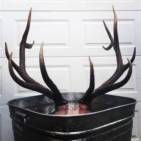 Go Back. . What to boil an elk skull in
